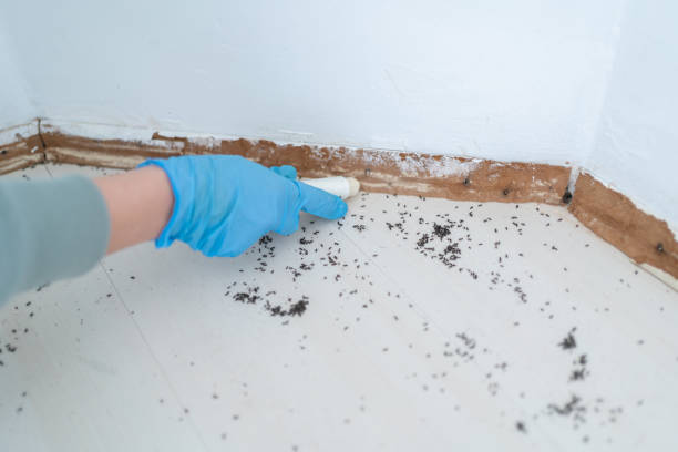 Best Wasp Removal Services  in Grafton, WI