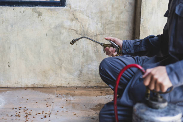 Best Termite Control Services  in Grafton, WI